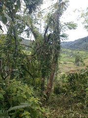 Fototapeta premium “Edge of the Wild: Where Jungle Meets Cultivated Hills”