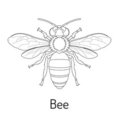 Detailed line art of a bee with wings and body structure highlighted. Perfect for educational materials, entomology projects, scientific illustrations, and nature-inspired designs.