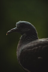 A close-up of a gray pigeon with a soft, blurred green background. The sunlight creates a bokeh effect, highlighting the bird's fine details like its feathers and eye