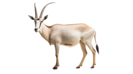 Oryx or gemsbok isolated on transparent background.

