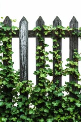 Naklejka premium Wooden fence covered in lush green vines.