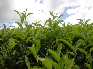 corn field in the summer