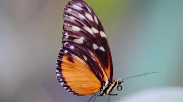 Hecale Longwing butterfly perches on a leaf, 4K footage