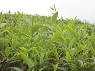 corn field in the morning