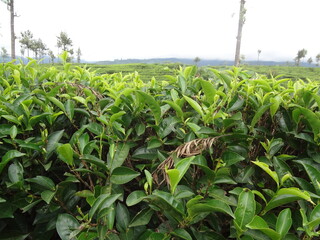 green field