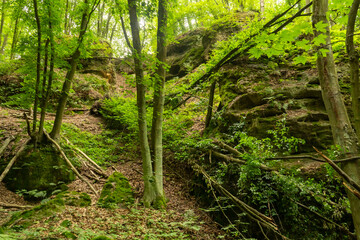 Spring in the parkside - tree and green leaves