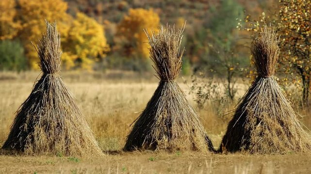 Rustic haystacks in autumn landscape surrounded by colorful trees and golden grass