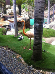 Flamingo at a nice landscape