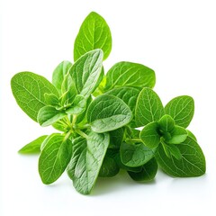 Fresh oregano leaves spread out against a clean background, showcasing vibrant green hues and intricate leaf patterns. Perfect for culinary and herb-related themes.