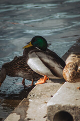 A male mallard duck with a striking green head stands near a female duck by the water's edge, their feathers glistening under soft sunlight, creating a serene lakeside scene.