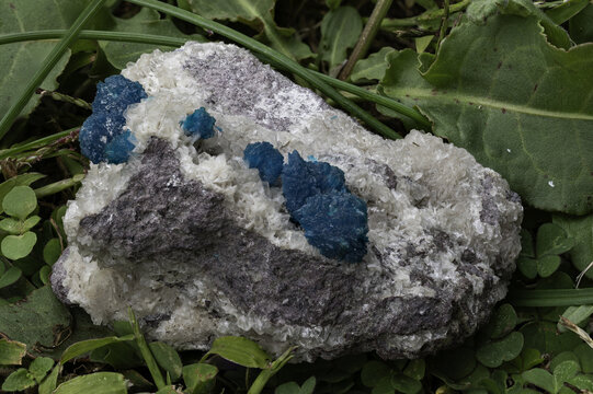 Vibrant blue cavansite crystals on a contrasting white matrix in natural setting