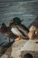 A male mallard duck with a striking green head stands near a female duck by the water's edge, their feathers glistening under soft sunlight, creating a serene lakeside scene.