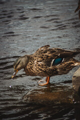A duck stands on a rock by the water, preening its feathers. Its intricate plumage showcases shades of brown, black, and metallic blue, reflecting sunlight against a backdrop of rippling waves.