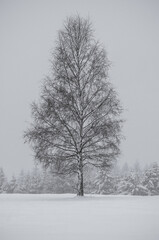 Fototapeta premium Albero nella neve