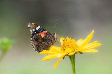 butterfly on flower