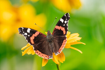 butterfly on a flower