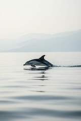 Fototapeta premium Dolphin leaps, ocean, hazy mountains.
