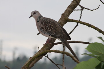 red backed shrike