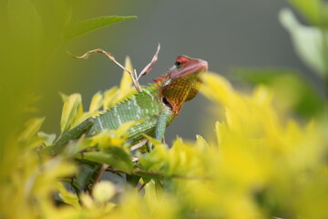 grasshopper on a leaf