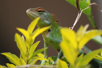 green lizard on a branch