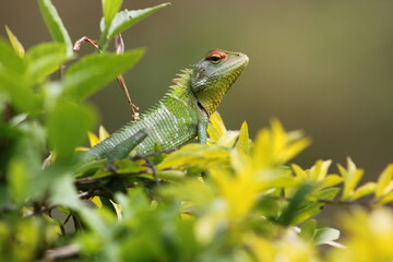 green lizard on a branch