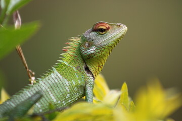 green lizard on a branch