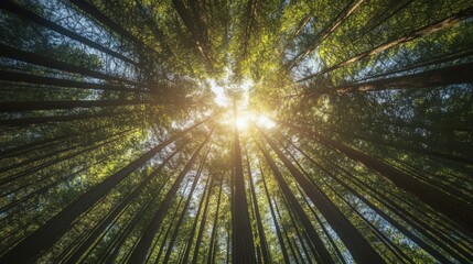 Sunlight through tall trees in forest.