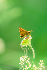 butterfly on a flower