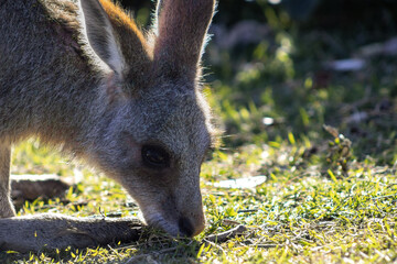A close-up of a young Eastern Grey Kangaroo grazing on dry green grass with fur highlighted by the sunlight