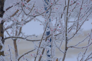 red berries in snow, branch with berries, Snow covered in Trees, snow, Winter  