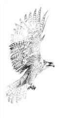 Majestic Falcon in Flight - Hand-drawn Illustration of Sovereign Bird with Intricate Feathers on Aged White Paper, Symbolizing Freedom, Isolated on White Background in Black and White.