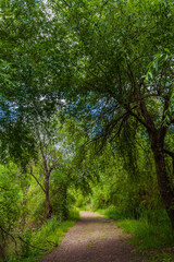 A winding dirt path leads through a lush, green forest, inviting exploration