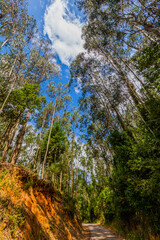 A winding road leads through a towering forest of tall trees, reaching up towards a bright blue sky