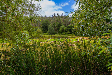 A picturesque rural scene with a herd of sheep grazing in a lush green field, framed by tall grasses and willow trees against a bright blue sky