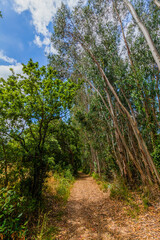 A sunlit path winds through a lush, green forest, inviting exploration
