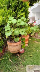 flower bed in a garden