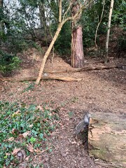 squirrels on the trees in wood