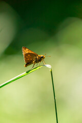 butterfly on a green leaf