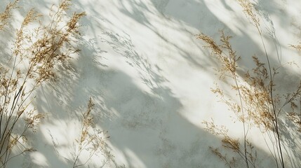 Dried grass stems create delicate shadows against soft light background in afternoon sun
