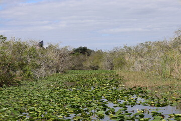 Everglades water Water lilies swamp river