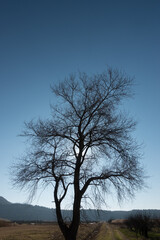 Silhouette of a Winter Tree Against a Clear Sky