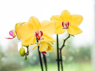 Two yellow orchids with red petals are in a vase. The flowers are by a window and the light coming through the window is shining on them. Nature beauty concept. © mark_gusev