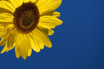 Fototapeta premium Close-Up of a Vibrant Sunflower Against a Clear Blue Sky with Space for Text.
