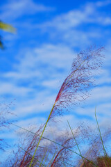 Beautiful pink Muhlenbergia capillaris grass under sun light	
