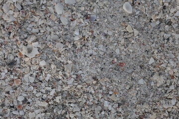 stone and shell on beach