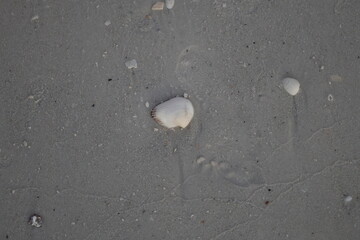 Shell in white sand