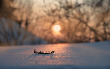 Shine of snow in the rays of the setting winter sun.