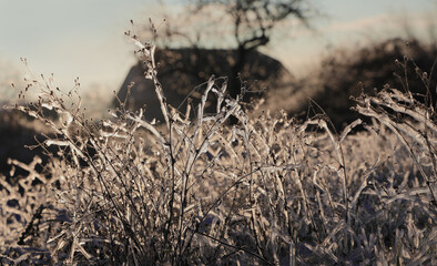 Fototapeta premium Winter icing of grass stems. Ice covered plants glow in sunlight on background of old house. 