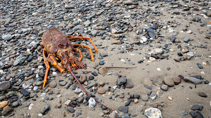 A lobster crayfish dead shell body on a pebbly beach 