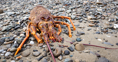 A lobster crayfish dead shell body on a pebbly beach 